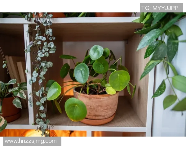 盆栽植物的养护技巧与装饰设计,打造温馨绿色生活空间